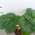 Malina - Malinový medveď (Rubus idaeus x 'Hararasp') ´RASPBEARY´® - výška 50-70 cm, kont. C4L (-24°C) - NA KMIENKU